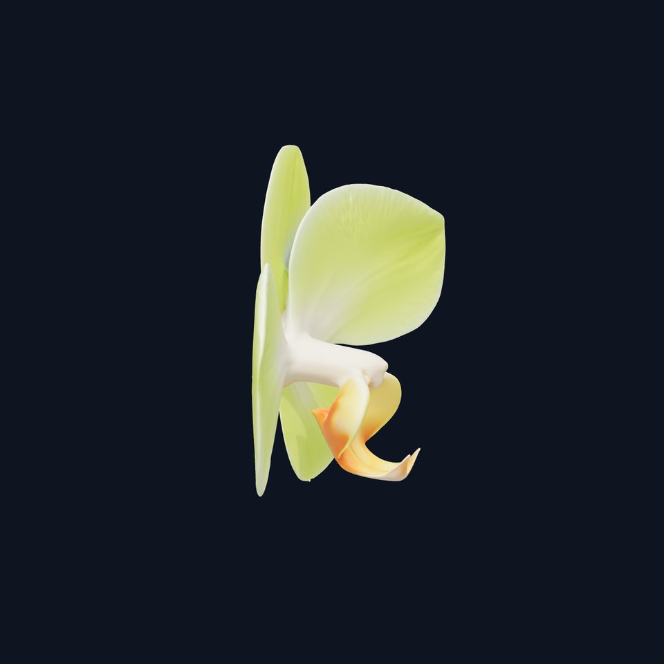 Elegant Green Orchid model pack